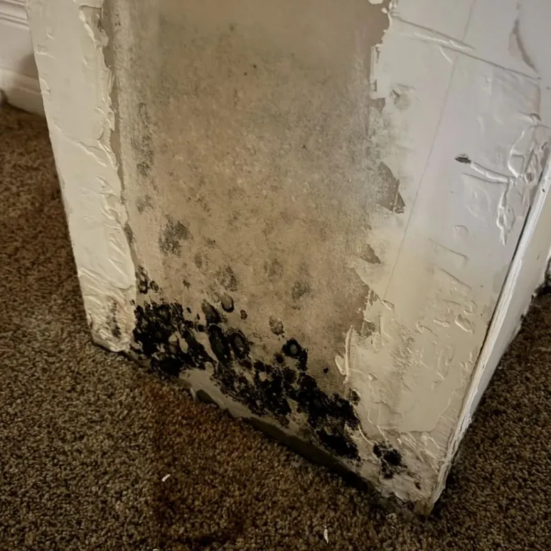 Professional Mold Removal in Asherton, TX